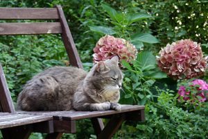 Tierhaltung Im Garten Garten Amp Pflanzen Blog