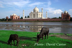 Agra.Taj.DavidCastorLegWeb2.jpg
