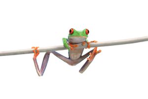 frog easy