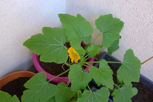 courgettes-54-jours.jpg