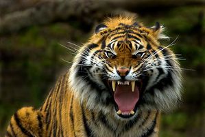 Tigre-Enfadado.jpg