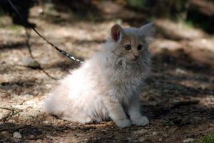 FREDON-AOUT-20100001_1-copie-1.JPG