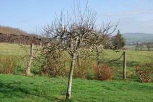 Pommier-Starkrimson---avant-la-taille.jpg