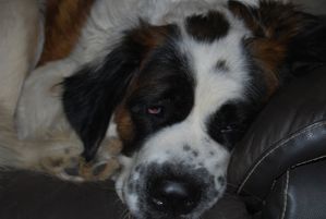 Chipie4
