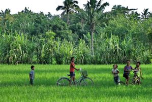 2009-Mataram-rice-fields.jpg