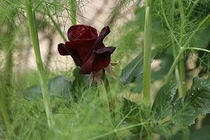 black-baccara-2012-1--2--modif.jpg
