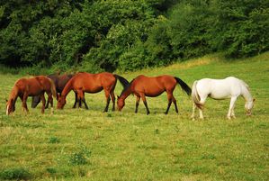 Chevaux de selle