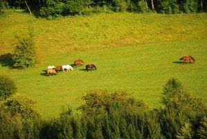 pension-chevaux-prés