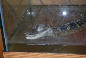Floride-2010 0444