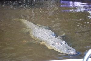Floride-2010 0463