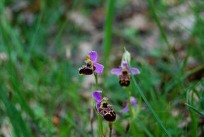 Le vieux Cannet029-Ophrys scolopax