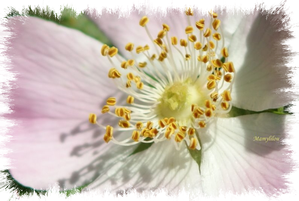 20100519 19 Eglantine