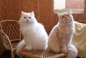 chats persans blancs