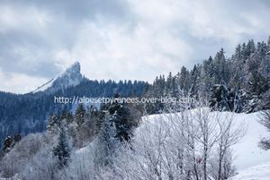 20100219 la pinea