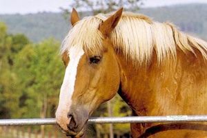 animaux-chevaux-01a.jpg