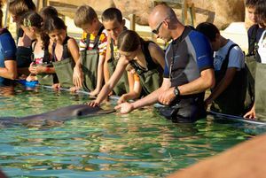 rencontre avec les dauphins antibes