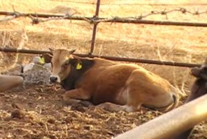mucca-2.jpg
