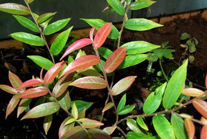 Camellia-salicifolia-29340bd.jpg