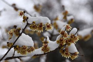 Chimonanthus praecox 26633