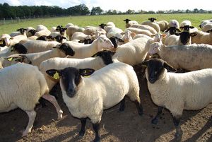 moutons à têtes noires sur le chemin pour Montmorillon o