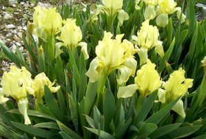 iris pseudopumilae