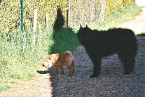 BDF-RENCONTRE-SHER-PEI.jpg