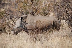 photo-de-guide-2-rhino-copie-1.jpg