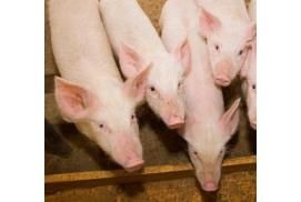 cochons-vers-la-fin-de-la-castration.jpg