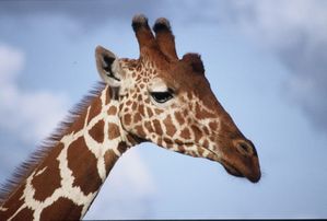 girafe [1600x1200]