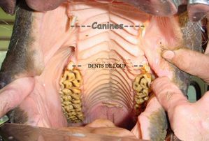 pathologies dentaires équines: surdents , dent de loup, dent de cochon,  caries, tartre