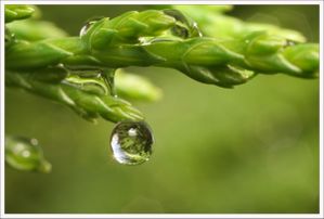 gouttes_pluie.jpg