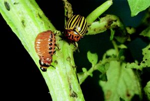 Doryphore Adulte Et Larve Bayer