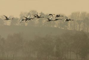 cygnes.jpg