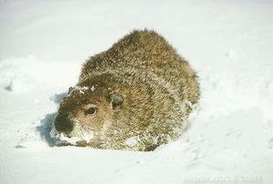 groundhog snow2b 20110201224223 640 480