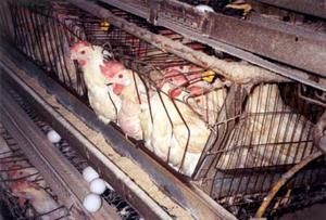 [Image: Elevage-poules-batterie.jpg]