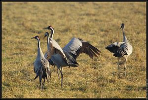 galerie-membre,oiseau-grue-cendree,grues-1265c
