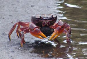 CRABE ROUGE