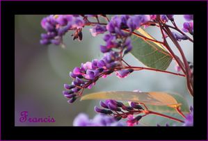 Hardenbergia 6