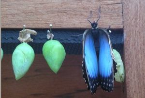 FermePapillon
