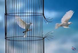 liberté 1 cage