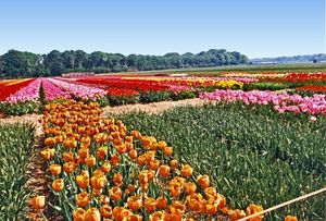 Pays-Bas-Tulipes.jpg