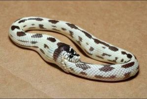 Serpent.jpg