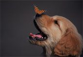 u17370007_libre-de-droits_golden-retriever.jpg