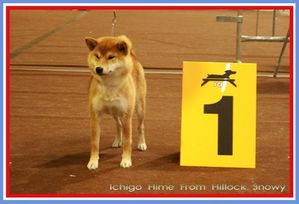 shiba-inu-champion