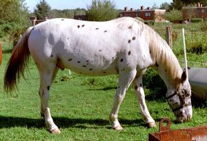 18026-animaux-chevaux-appaloosa.jpg