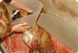 CHIEN GARY traîné par 3 jeunes