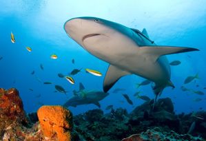 shark-Majuro-Marshall-Islands.jpg