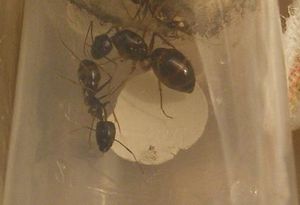 Camponotus du laos photo 1.001124