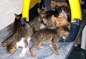 Protection animale 2