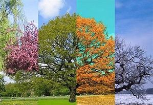 arbre des 4 saisons